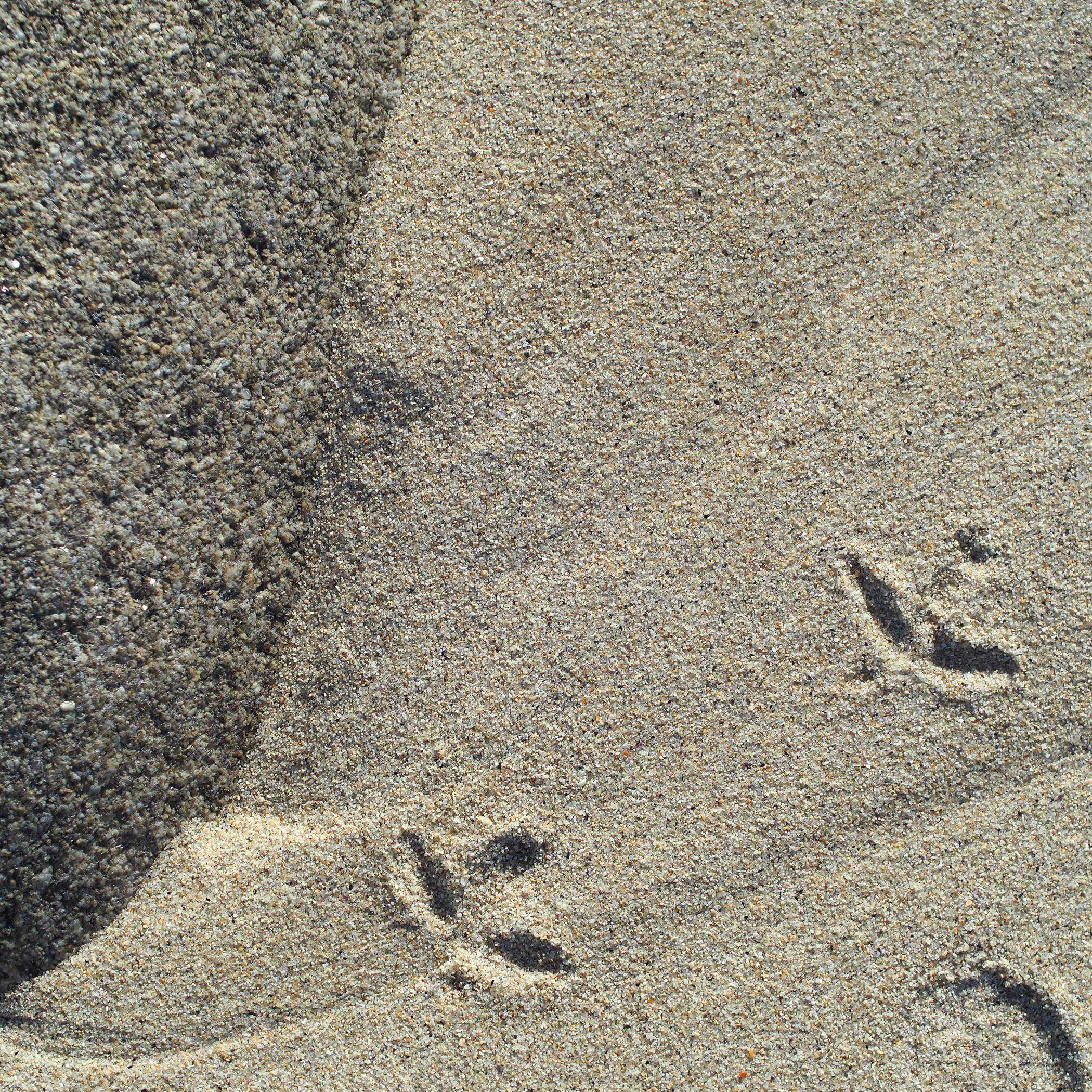 Sand Tracks